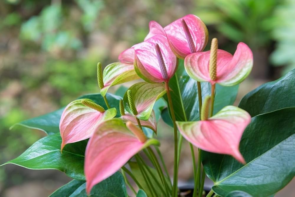 Grün Rosa Flamingoblume Andraeanum Blumensamen Blumensamen zur Aussaat lang Blüte Saison Traditionssorte & ohne Gentechnik Samen Hausgarten