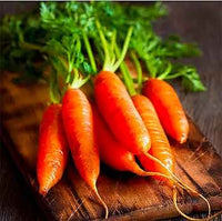 Premium Little Finger Carrot Samen zum Pflanzen  Ideal for Small Gardens