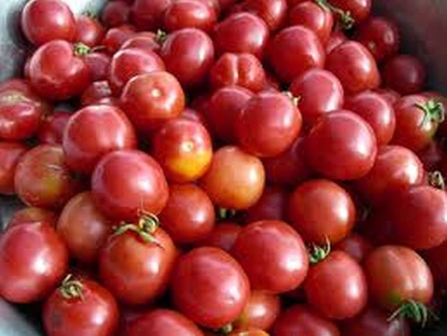 Porter Tomate Samen for Delicious Garden-Fresh Tomatees