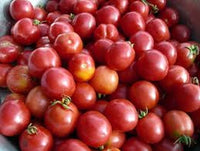 Porter Tomate Samen for Delicious Garden-Fresh Tomatees