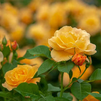 Thick Gelb Rose Blumensamen zur Aussaat pflegeleicht Traditionssorte & ohne Gentechnik Samen Hausgarten