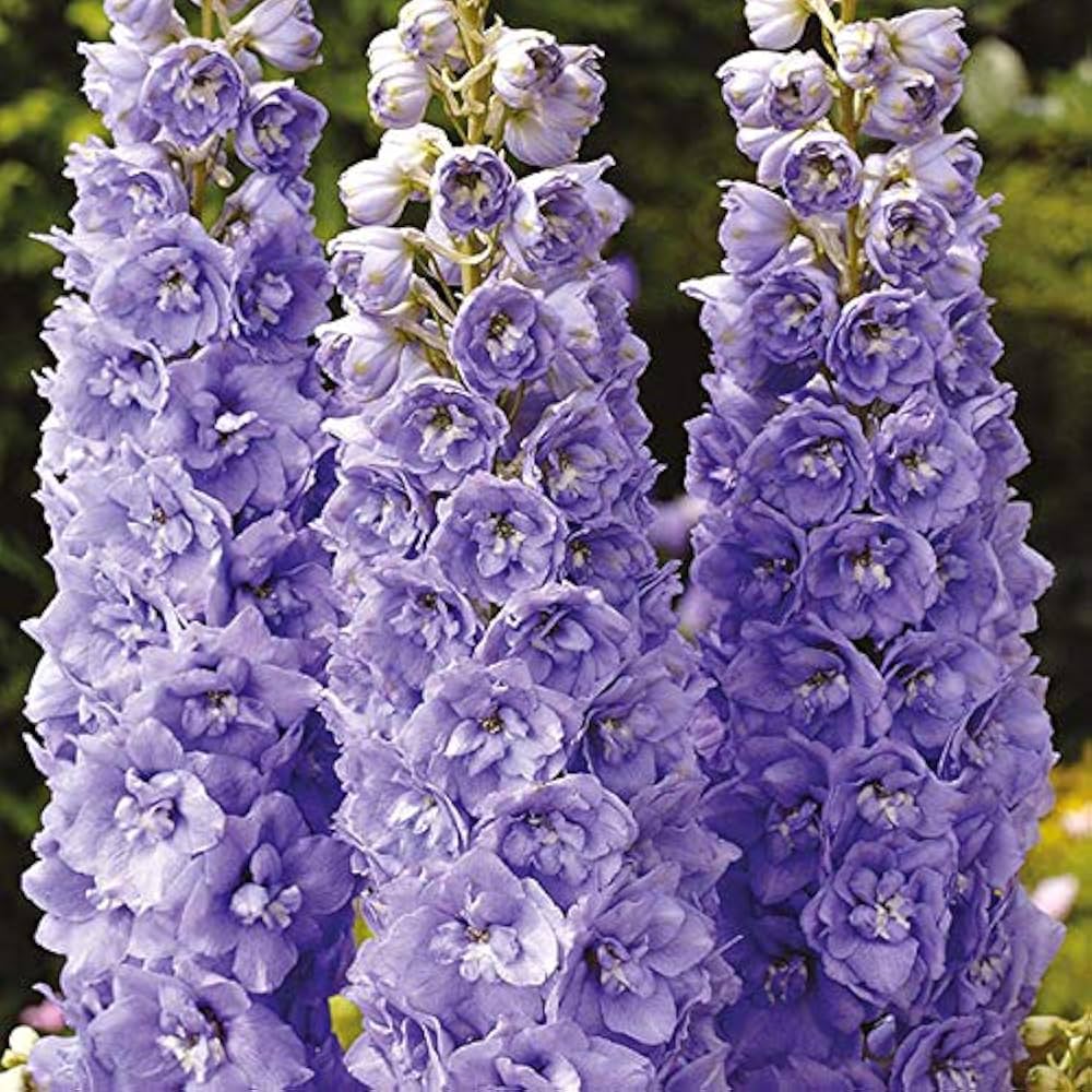 Lila Delphinium Mischung Samen zur Aussaat Blume Beet