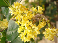 Osmanthus Mischung Blume Samen zur Aussaat – hochwertige Qualitäts- leuchtend Gärten