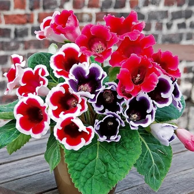 Gloxinie Sinningia speciosa Blumensamen zur Aussaat für Innenräume Garten