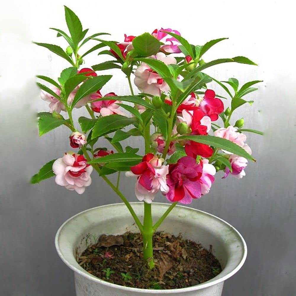 Rosa Springkraut Kamelie Blumensamen zur Aussaat duftend Blüten Traditionssorte & ohne Gentechnik Samen Hausgarten