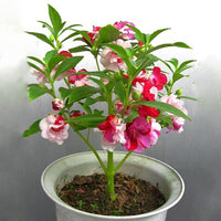 Rosa Springkraut Kamelie Blumensamen zur Aussaat duftend Blüten Traditionssorte & ohne Gentechnik Samen Hausgarten