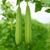 Green Sponge Gourd Gemüse Samen zum Pflanzen