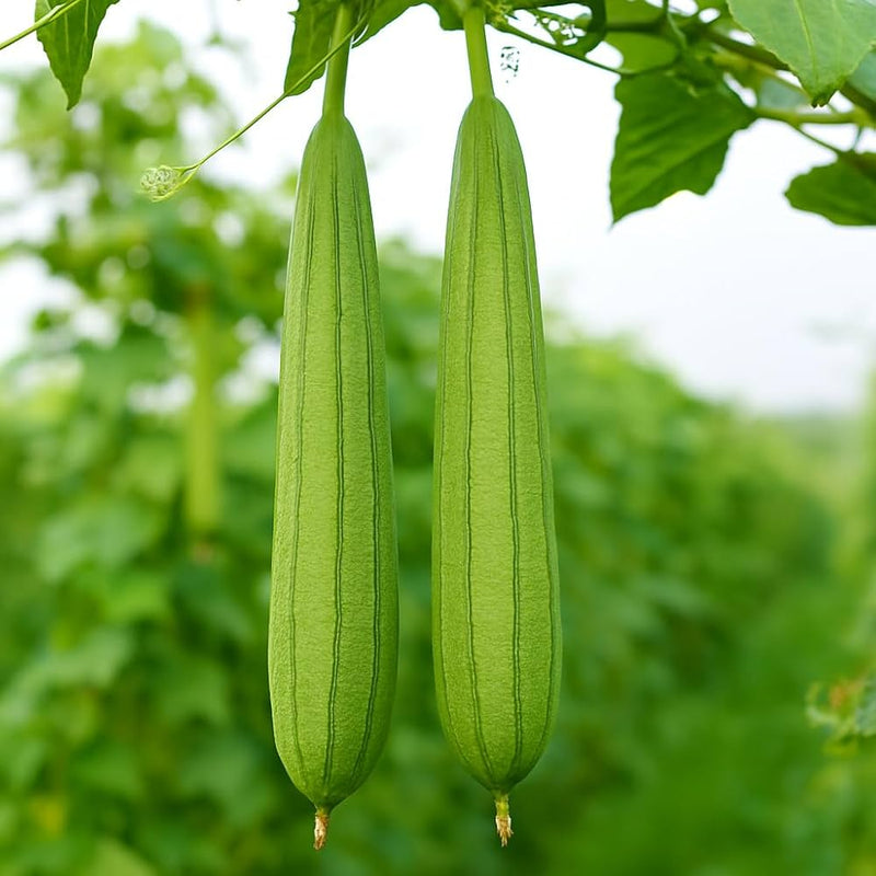 Semillas de calabaza esponja verde para plantar