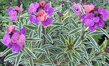 Lila rosa linifolium blume samen for anpflanzung - perfect for borders, heirloom & gmo free samen for home garten
 
 sale for anpflanzung in home garten.