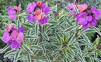 Lila rosa linifolium blume samen for anpflanzung - perfect for borders, heirloom & gmo free samen for home garten
 
 sale for anpflanzung in home garten.