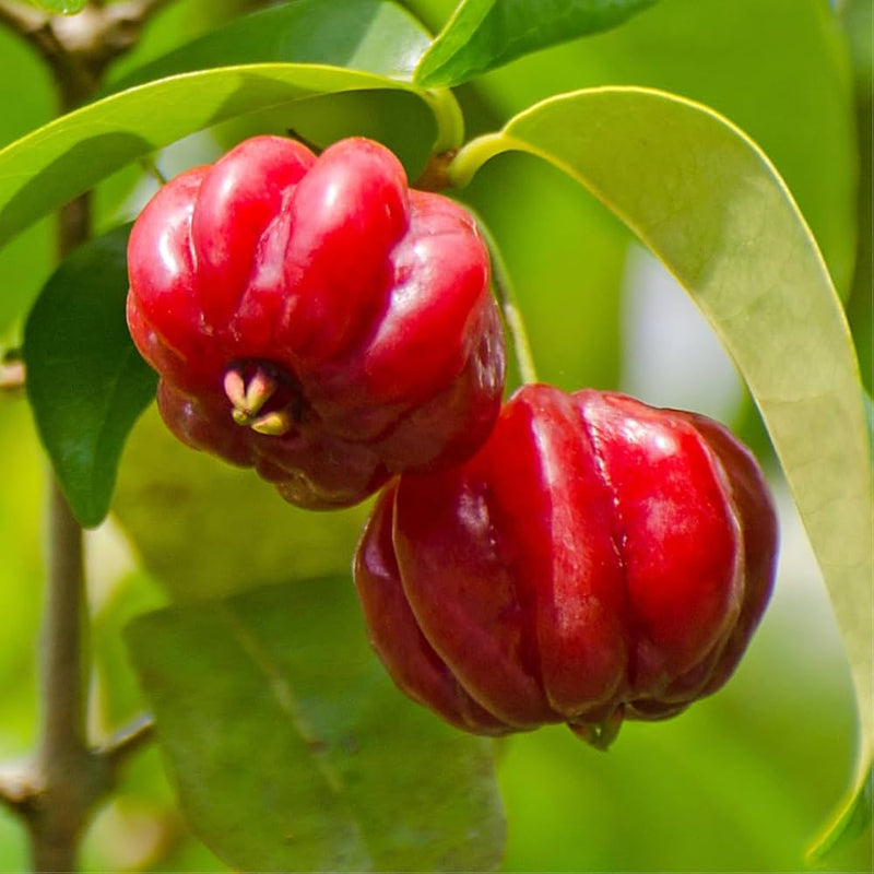 Surinam Fruit Samen zur Aussaat – exotisch Berry Strauch Samen