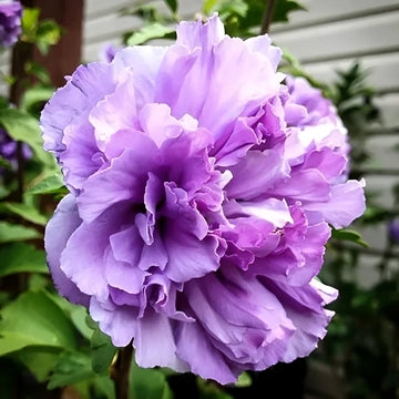 Blueberry hibiscus alyogyne huegelii blume samen
