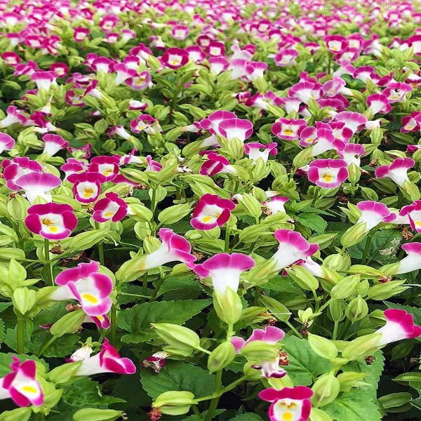 Torenia Fournieri Blumensamen zur Aussaat Halbschatten Garten und Blume Beet