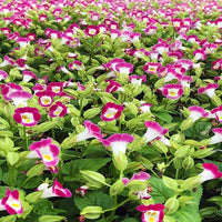 Torenia Fournieri Blumensamen zur Aussaat Halbschatten Garten und Blume Beet