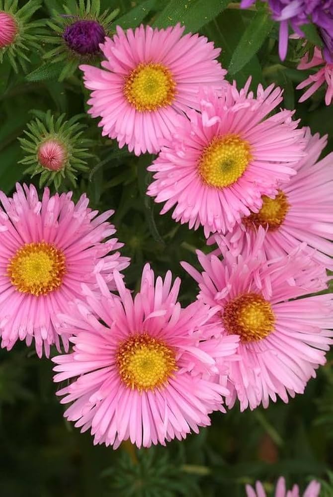 Aster Samen zur Aussaat Aster Amellus Blume Beet border Garten