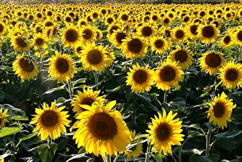 Sonnenblume Mischung Helianthus annuus Samen zur Aussaat Backyard Field Garten