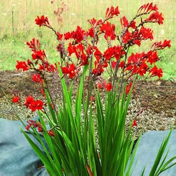 Heirloom crocosmia blume samen for anpflanzung low maintenance heirloom & gmo free samen for home garten 
 
 sale for anpflanzung in home garten