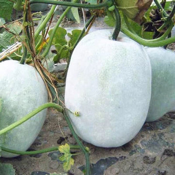 Weiß Wax Gourd Gemüse Samen zum Pflanzen