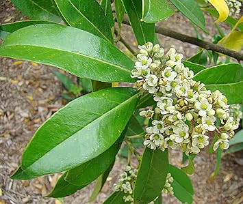 Ilex paraguayensis blume samen for anpflanzung - sun loving, heirloom & gmo free samen for home garten
 
 sale samen for anpflanzung in home garten