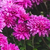 Violett Chrysantheme Blumensamen zur Aussaat – saisonal Dauerblüher – Traditionssorte & ohne Gentechnik Samen Hausgarten