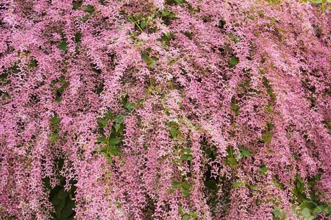 Shower Orchidee or Wooly Congea or Congea Tomentosa Blumensamen zur Aussaat – sonnenliebend – Traditionssorte & ohne Gentechnik Samen Hausgarten
