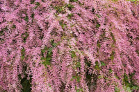 Shower Orchidee or Wooly Congea or Congea Tomentosa Blumensamen zur Aussaat – sonnenliebend – Traditionssorte & ohne Gentechnik Samen Hausgarten