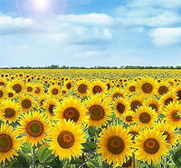 Sonnenblume Skyscraper Samen Towering Garten Sunflowers