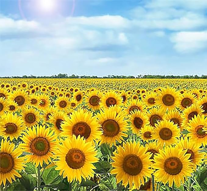 Sonnenblume Teddy Bear Helianthus annuus Blumensamen zur Aussaat Garten