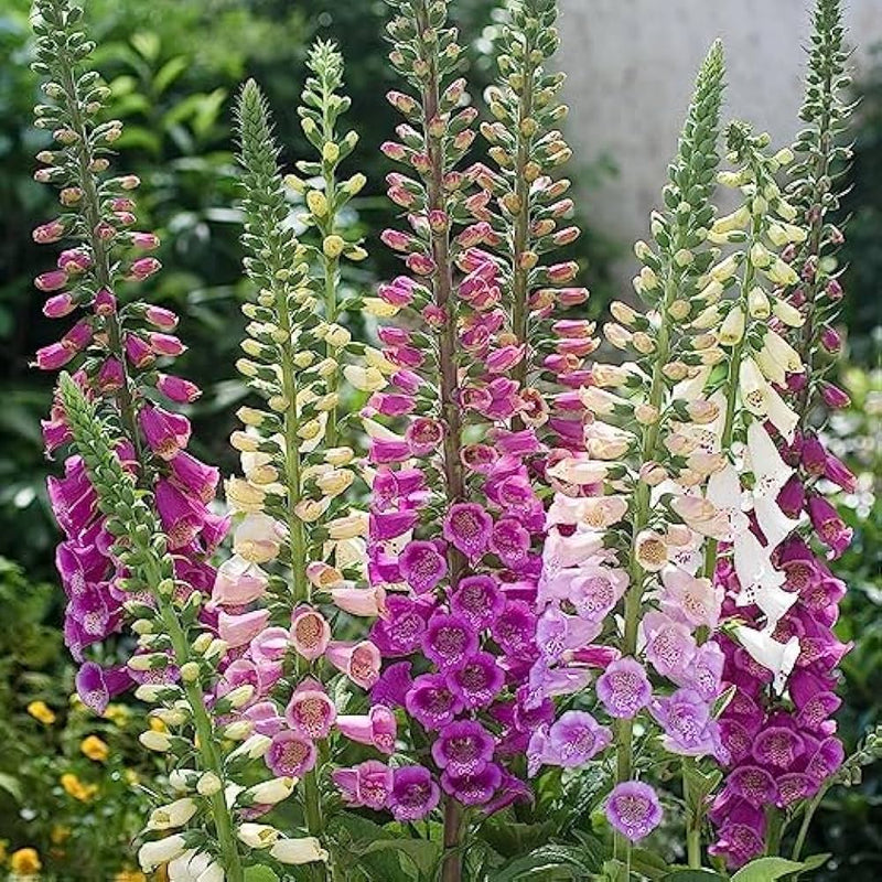 Foxglove Digitalis Purpurea Gemischt Blumensamen