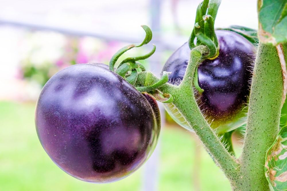 Lila Tomate Gemüse Samen für Planting