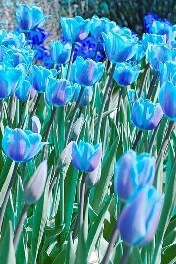Himmelblau Tulpe Blumensamen zur Aussaat – robust Sorte Traditionssorte & ohne Gentechnik Samen Hausgarten