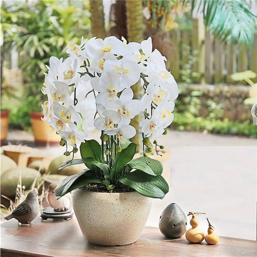 Traditionssorte Orchidee Ball Blumensamen zur Aussaat kompakt Wuchs Traditionssorte & ohne Gentechnik Samen Hausgarten