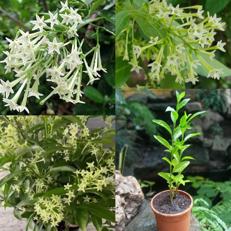 Nocturnum Blumensamen zur Aussaat – saisonal Dauerblüher – Traditionssorte & ohne Gentechnik Samen Hausgarten