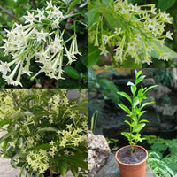 Nocturnum Blumensamen zur Aussaat – saisonal Dauerblüher – Traditionssorte & ohne Gentechnik Samen Hausgarten