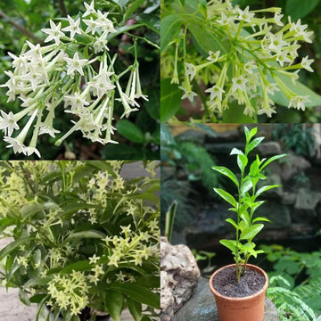 Nocturnum Blumensamen zur Aussaat – saisonal Dauerblüher – Traditionssorte & ohne Gentechnik Samen Hausgarten