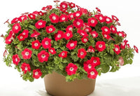 Freiheit raspberry vein petunia blume samen for bold blooms