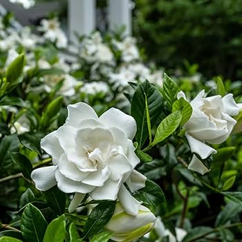 Gardenia Blumensamen zur Aussaat duftend Blüten