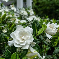 Gardenia Blumensamen zur Aussaat duftend Blüten