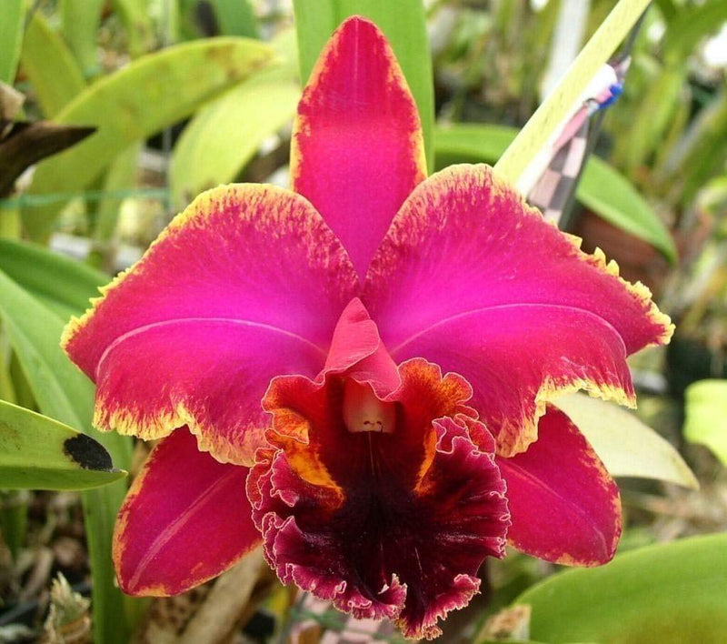 Orchid orchidaceae samen for anpflanzung in home garten