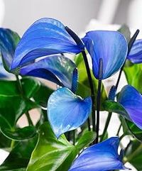 Anthurium blume samen for anpflanzung low maintenance heirloom & gmo free samen for home garten 
 
 sale for anpflanzung in home garten