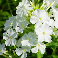 leuchtend Weiß Phlox Phlox paniculata Samen zur Aussaat Hausgarten Bestäuber zone