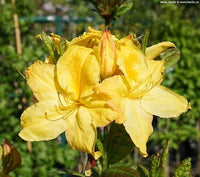 Rhododendron Gelb Blumensamen – ideal zur Aussaat Garten