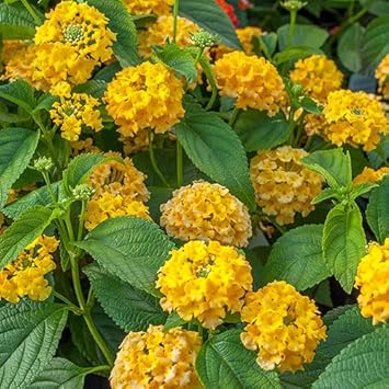Deep gelb lantana blume samen for anpflanzung colorful display heirloom & gmo free samen for home garten 
 
 sale for anpflanzung in home garten