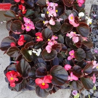 Pelleted samen begonia schokoladen sampler mix