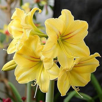 hell Grün Hippeastrum Rutilum Blumensamen zur Aussaat – pflegeleicht – Traditionssorte & ohne Gentechnik Samen Hausgarten