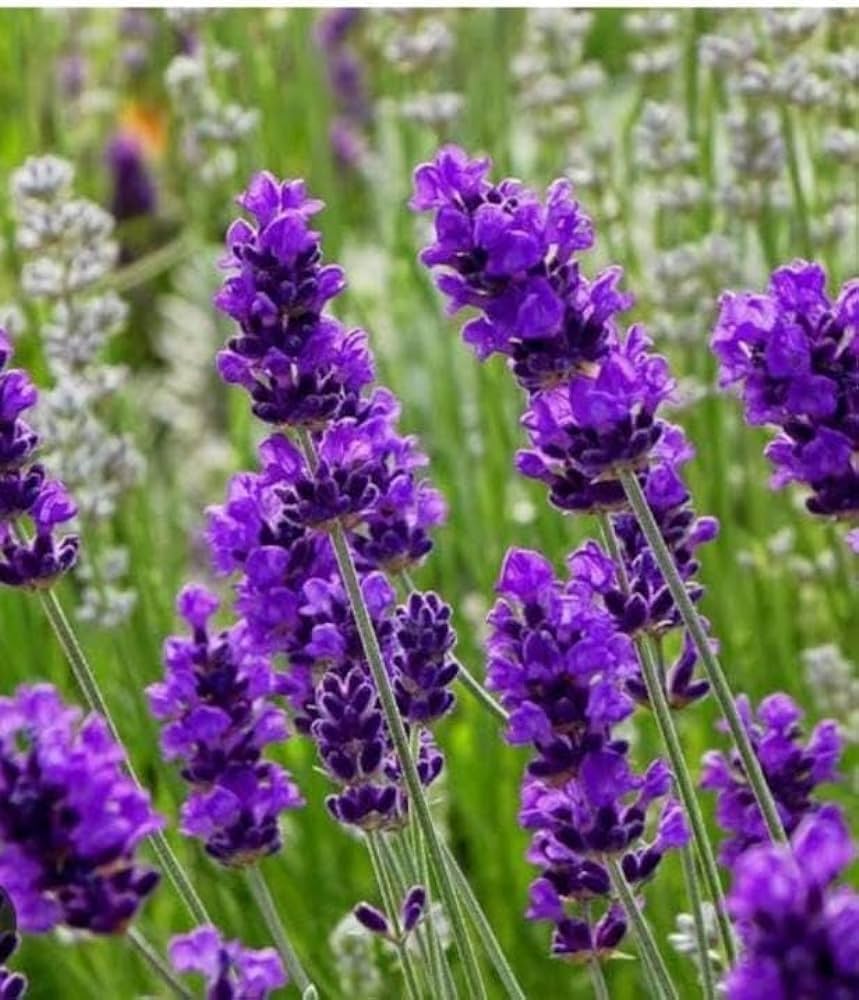 Thick Blau Lavendel Blumensamen zur Aussaat leuchtend Traditionssorte & ohne Gentechnik Samen Hausgarten