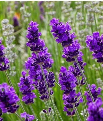 Lavendel Barbara Blumensamen zur Aussaat – farbenfroh Schau – Traditionssorte & ohne Gentechnik Samen Hausgarten