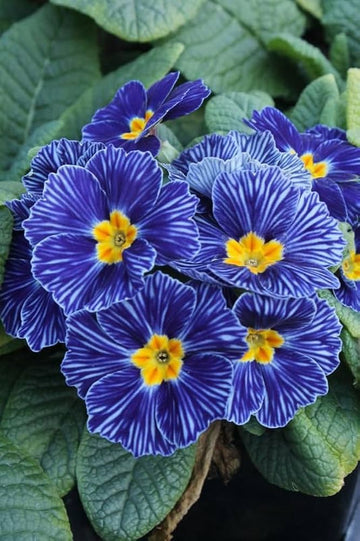 Blau Zebra Primel Blumensamen Simple Aussaat