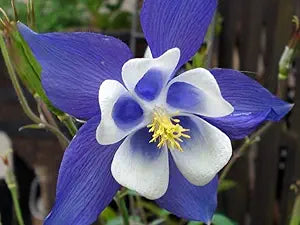 Graines d’ancolie Blue Star, fleurs bleues uniques
