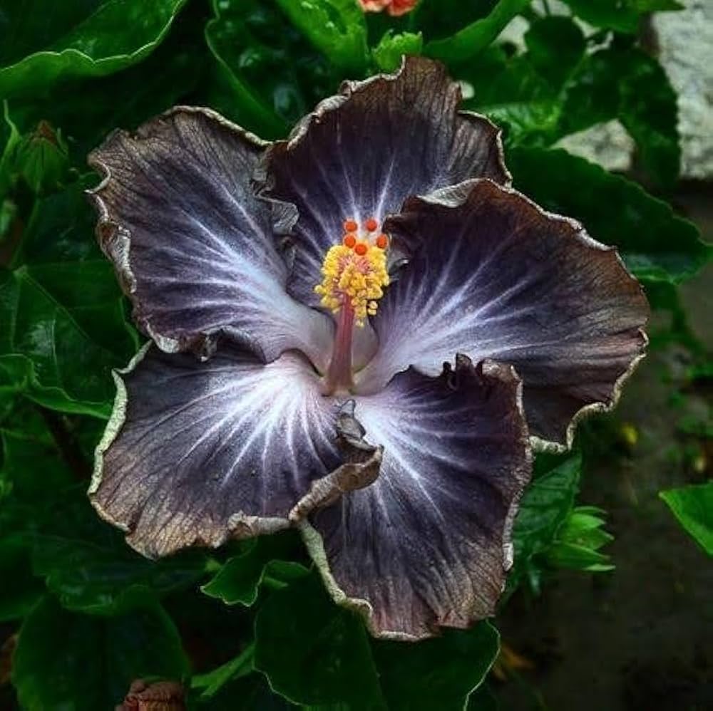 Schwarz Hibiskus Blumensamen zur Aussaat Halbschatten verträglich Traditionssorte & ohne Gentechnik Samen Hausgarten